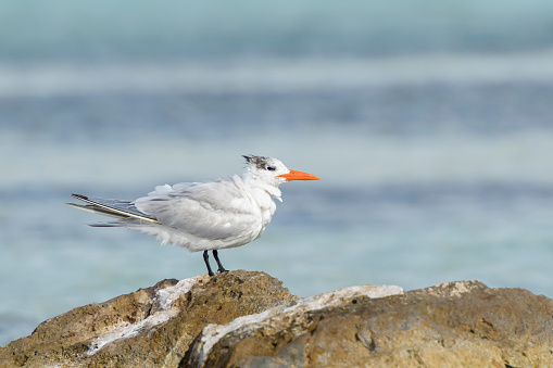 Royal tern (Thalasseus maxima) perched on rock, Bonaire, Dutch Caribbean.