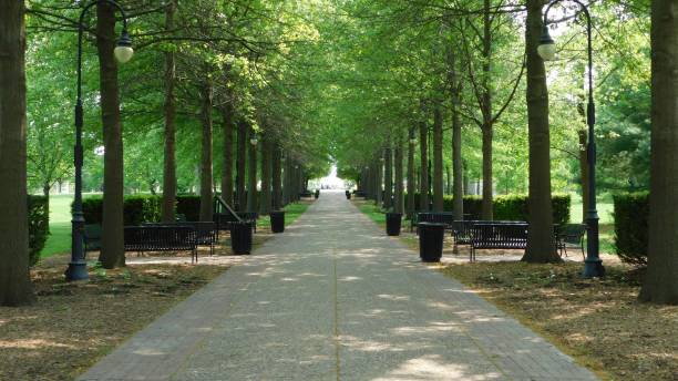 istock Scenic pathway lined with trees and benches in a park. 1492924720