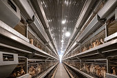 Automated chicken farming greenhouse