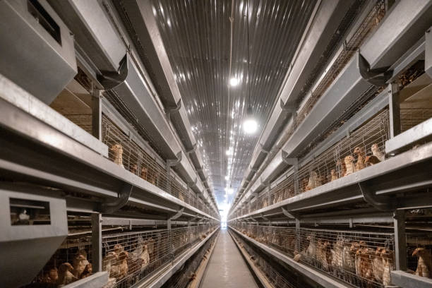 автоматизированная птицеводческая теплица - industry chicken agriculture poultry стоковые фото и изображения