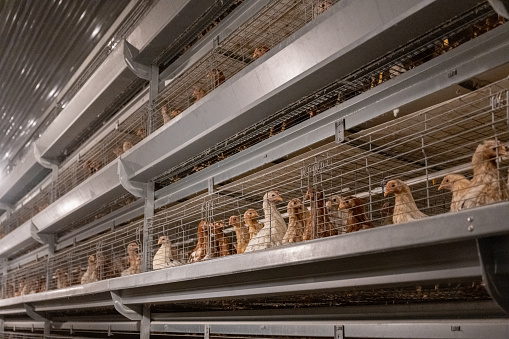 Automated chicken coops