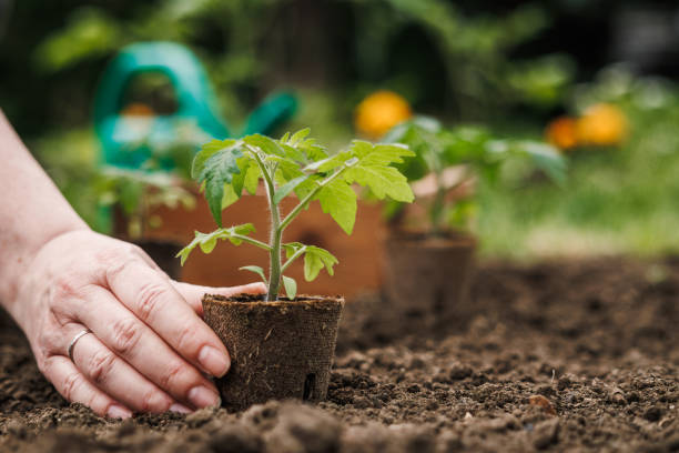 istock Farmers hand planting tomato seedling with biodegradable peat pot into soil at vegetable garden 1492925861