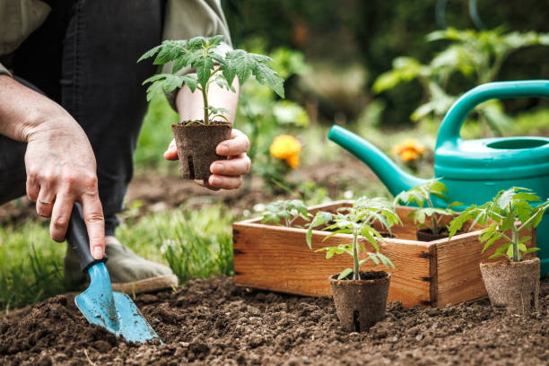 istock Woman planting tomato seedling with biodegradable peat pot into soil at vegetable garden 1492925865