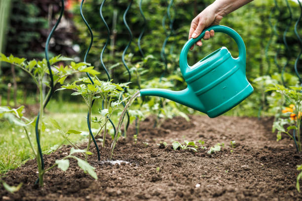 istock Watering tomato seedling in vegetable garden 1492925883