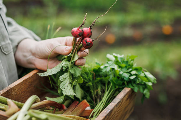 Farmer freshly picked radish from vegetable garden