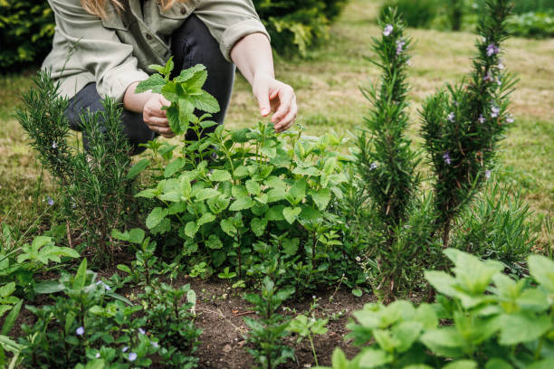 женщина собирает листья мелиссы из �сада органических трав - lemon balm стоковые фото и изображения