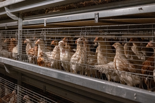 Automated chicken coops