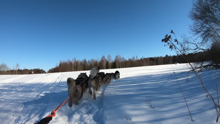 Dog sledding races on snow-covered terrain.