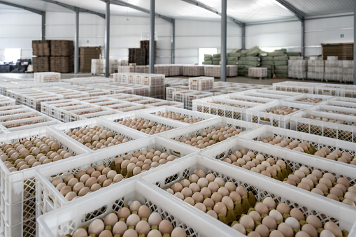 Egg packaging warehouse