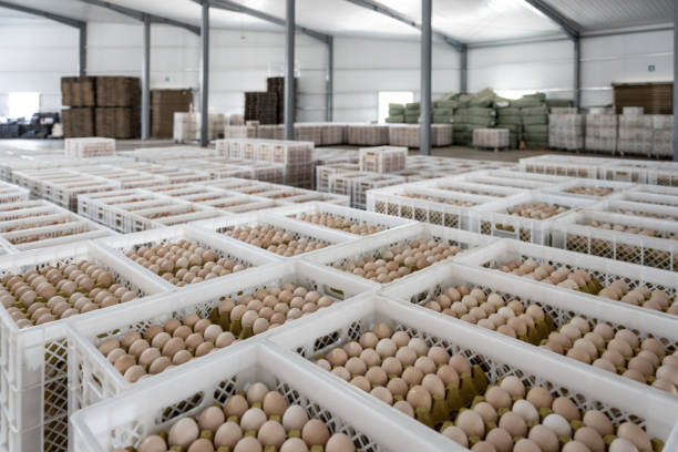 egg packaging warehouse - eggs animal egg stack stacking imagens e fotografias de stock