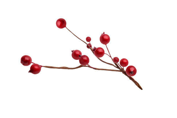 Fir branch, with branches of red berries and snow isolated. christmas tree.