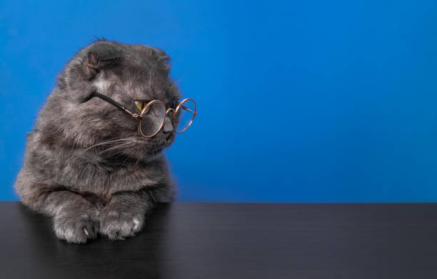 istock A cat in glasses sits at a black table on a blue background with copy space. Banner. 1492928204