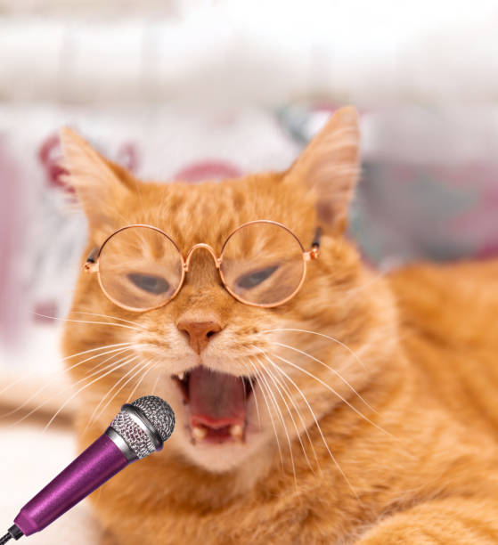 istock A fluffy red cat in glasses yells into a microphone. Smart cat 1492928222