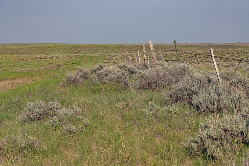 Traveling seldom used tire rutted trail on the Montana plains in central Montana, in western USA of North America.