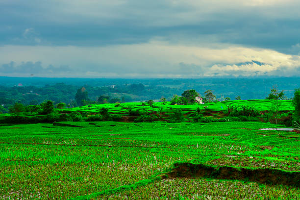 istock Rural landscape in rice harvest season 1492929129