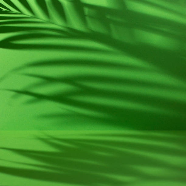 istock Leaf green abstract background with palm leaves shadow 1492931604