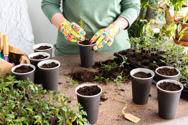 istock Pricking out in disposable paper cups 1492931704