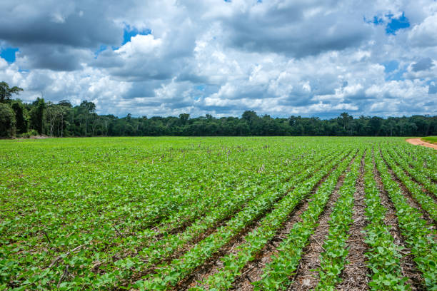 Beautiful view of soy farm agriculture and amazon rainforest trees in the background, Mato Grosso, Brazil. Concept of environment, nature, ecology, climate change, deforestation, soybeans, crop, food. Beautiful view of soy farm agriculture and amazon rainforest trees in the background, Mato Grosso, Brazil. Concept of environment, nature, ecology, climate change, deforestation, soybeans, crop, food. grosso stock pictures, royalty-free photos & images