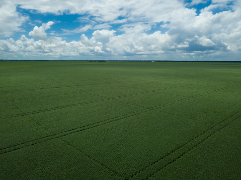 Huge soybeans plantation aerial drone view of soy farm agriculture in Amazon, Mato Grosso, Brazil. Concept of environment, nature, ecology, climate change, deforestation, global warming, industry.