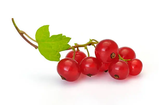 Photo of Bunch of ripe red currants on their stalk with a green leaf