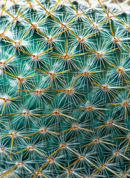 istock Thorns of macro cactus,Thorns texture background. Thorn cactus, close-up 1492938199