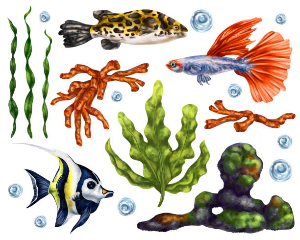 istock A marine set of colorful tropical fish, corals, algae, rocks and bubbles. Underwater wild world, digital illustration on a white background. For packaging, posters, postcards, souvenirs 1492938830
