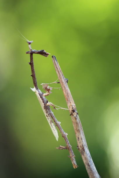 istock Empusa pennata perches on a dry branch with bokeh background 1492939384