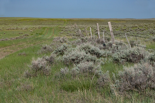 Traveling seldom used tire rutted trail on the Montana plains in central Montana, in western USA of North America.