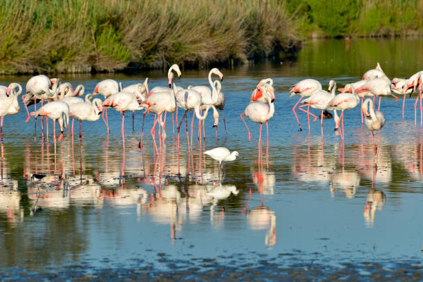 istock Group of flamingos in Camargue 1492940736