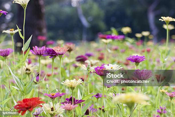 Sfondo Di Flora - Fotografie stock e altre immagini di Aiuola - Aiuola, Ambientazione esterna, Bellezza