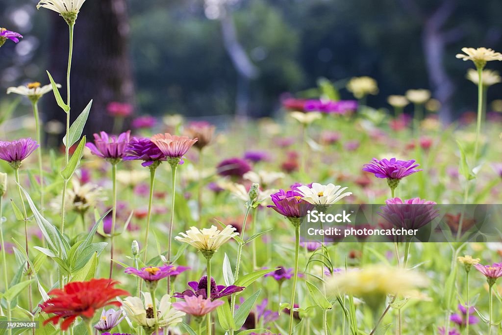 flora fundo - Foto de stock de Ajardinado royalty-free