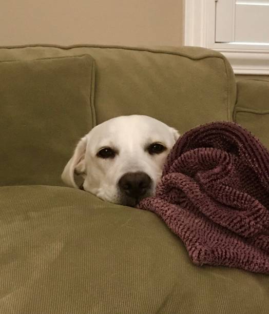 istock Labrador Retriever Puppy 1492940872