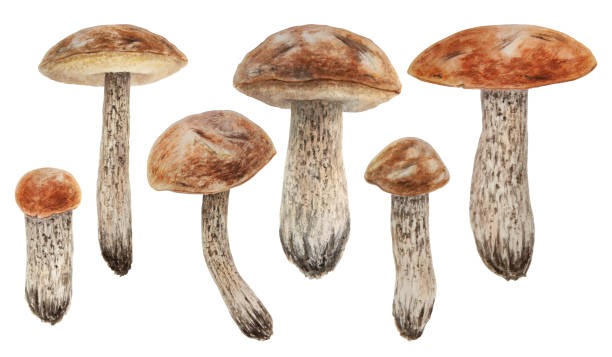 istock Wild mushrooms watercolor hand drawn botanical realistic illustration. Forest boletus isolated on white background. Great for printing on fabric, postcards, invitations, menus 1492941889