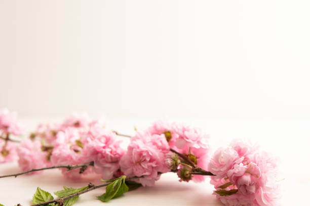 Branch with pink flower blossoms and green leaves on a white wood background with copy space