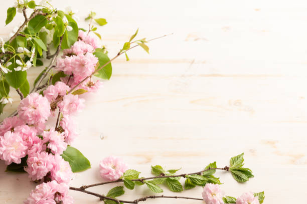 istock Branch with pink blossoms on white 1492943062