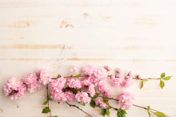 istock Branch with pink blossoms on white 1492943110