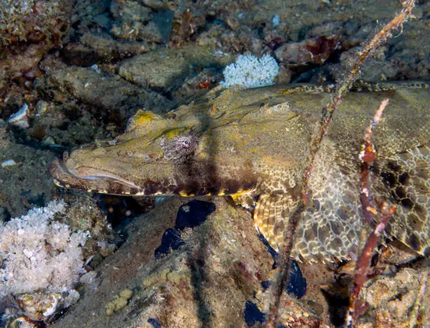A Crocodilefish (Papilloculiceps longiceps) in the Red Sea, Egypt