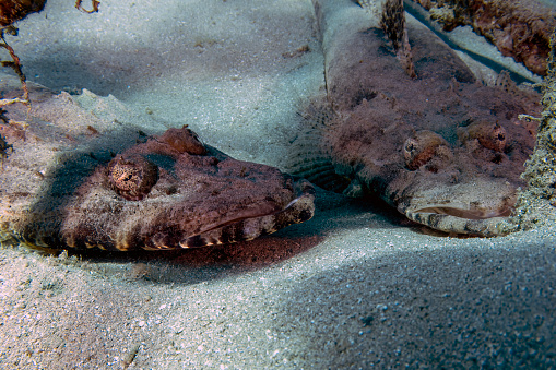A Crocodilefish (Papilloculiceps longiceps) in the Red Sea, Egypt