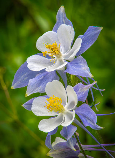 Beautiful Colorado Columbine