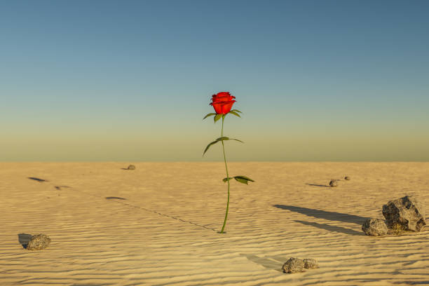 istock single rose growing in desert environment; arid dry concept; 3D Illustration 1492947541