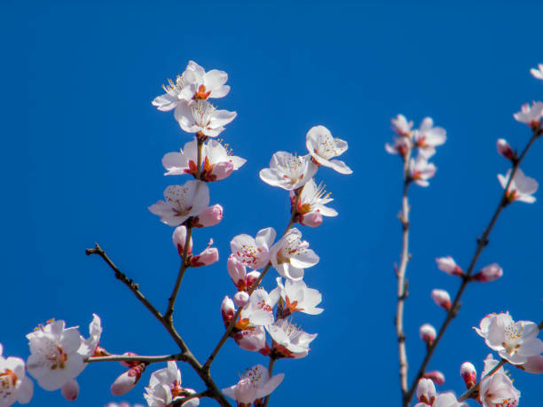 Close-up shot of several white peach blossoms blooming on a tree branch with a blurred background. backgroudn is blue sky.