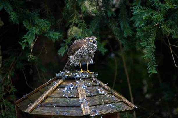 a sparrow hawk on a bird house shouting through the camera a wild bird with his catch galapagos hawk stock pictures, royalty-free photos & images