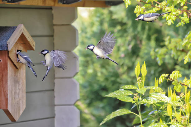 a flight study of a titmouse to its nest box