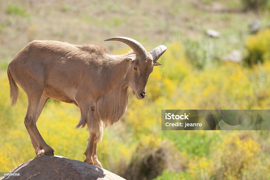 Oveja Barbary - Foto de stock de Animal libre de derechos