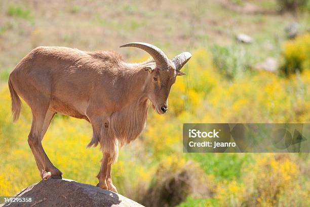 Oveja Barbary Foto de stock y más banco de imágenes de Animal - Animal, Animales en cautiverio, Con cuernos