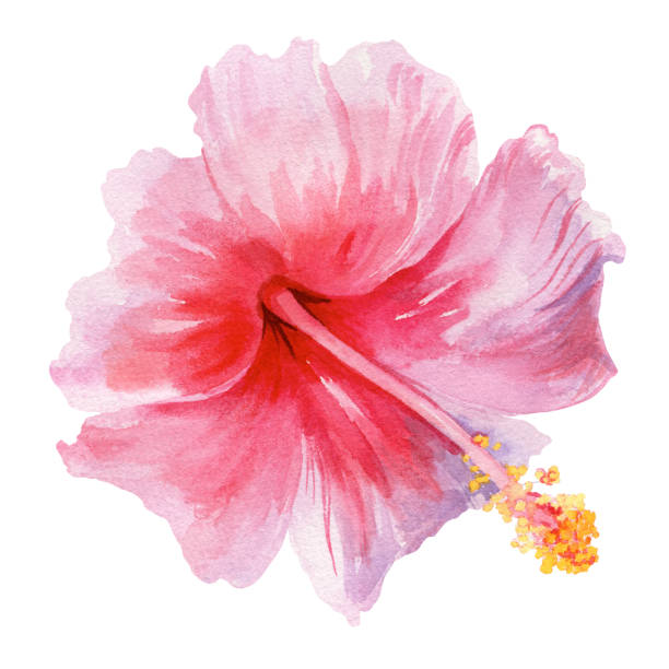 흰색 바탕에 아름 다운 열대 핑크 히비스커스 꽃입니다. 밝은 수채화 그림입니다. - hibiscus pink flower botany stock illustrations