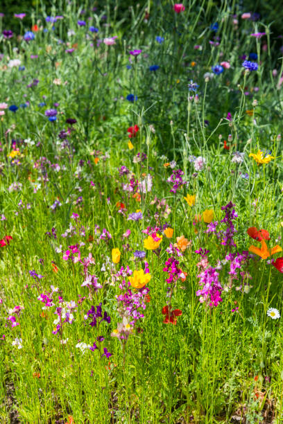 istock Variation of summer flowers 1492953847