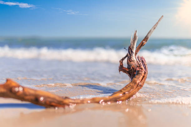 istock Flotsam root on Ostsse beach in glorious sunshine 1492955958