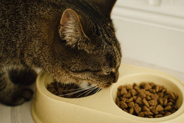 istock cat eats dry food close-up. 1492957691