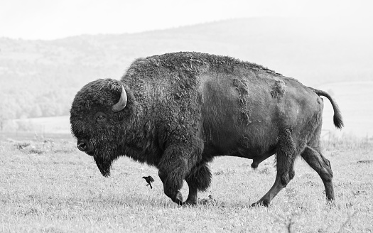 Bison Wichita Mountains Wildlife Refuge